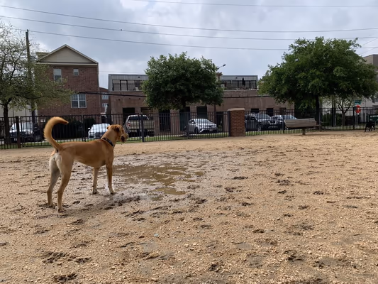 Dog Park at West Webster Park photo 1